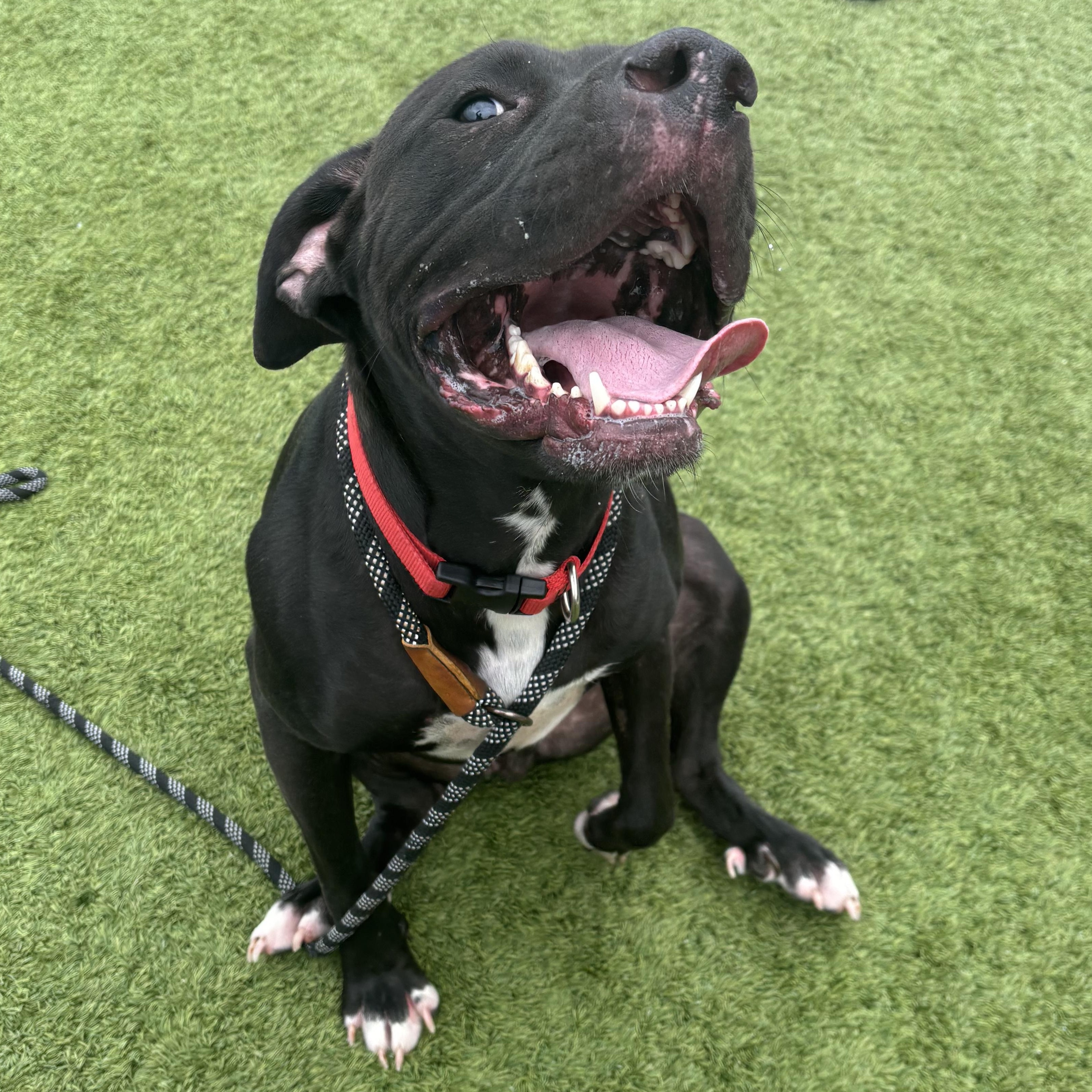 Kaz, an adoptable mixed breed in Liberty, MO image 5/6