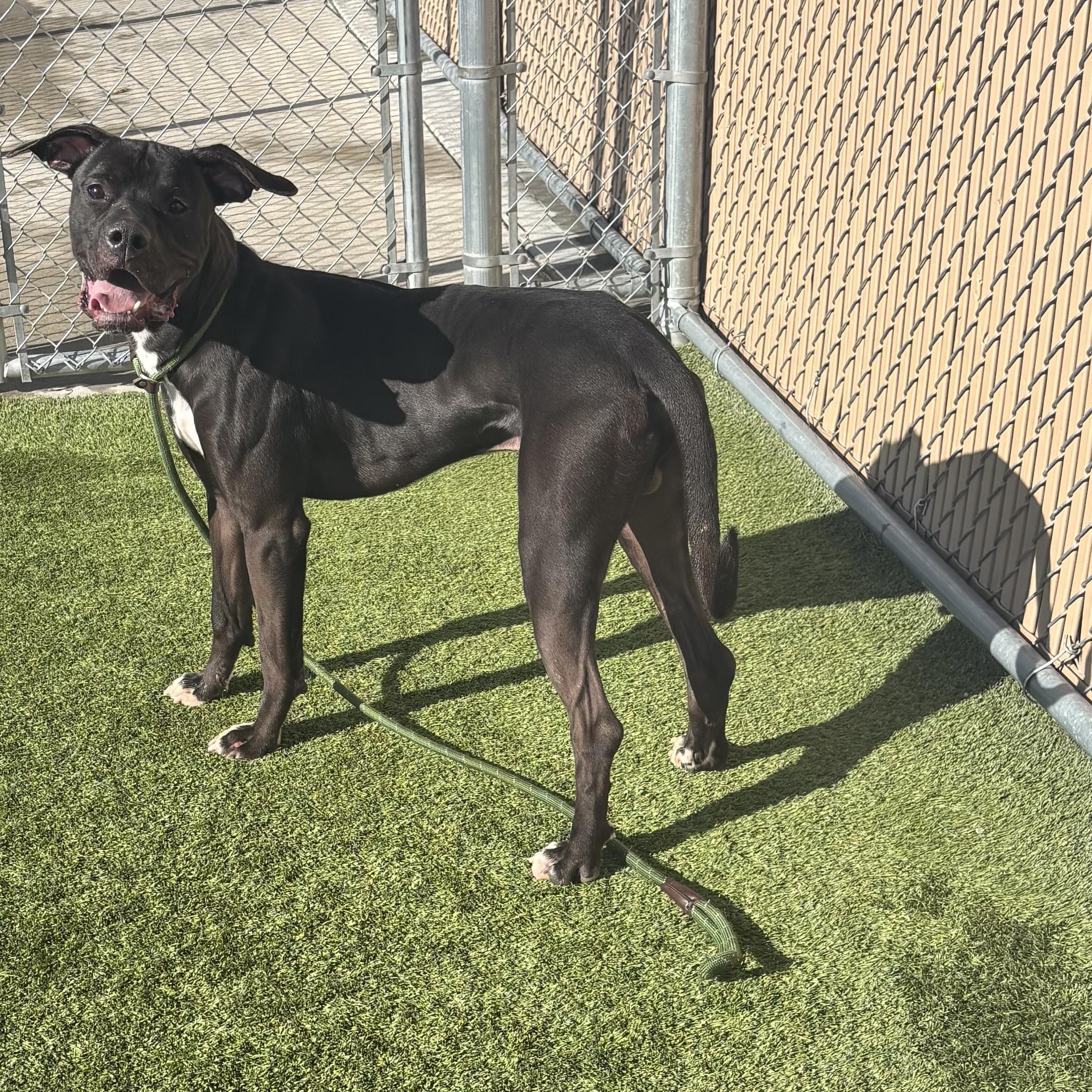 Enlarge Kaz, a ADOPTABLE Mixed Breed in Liberty, MO image 3/5