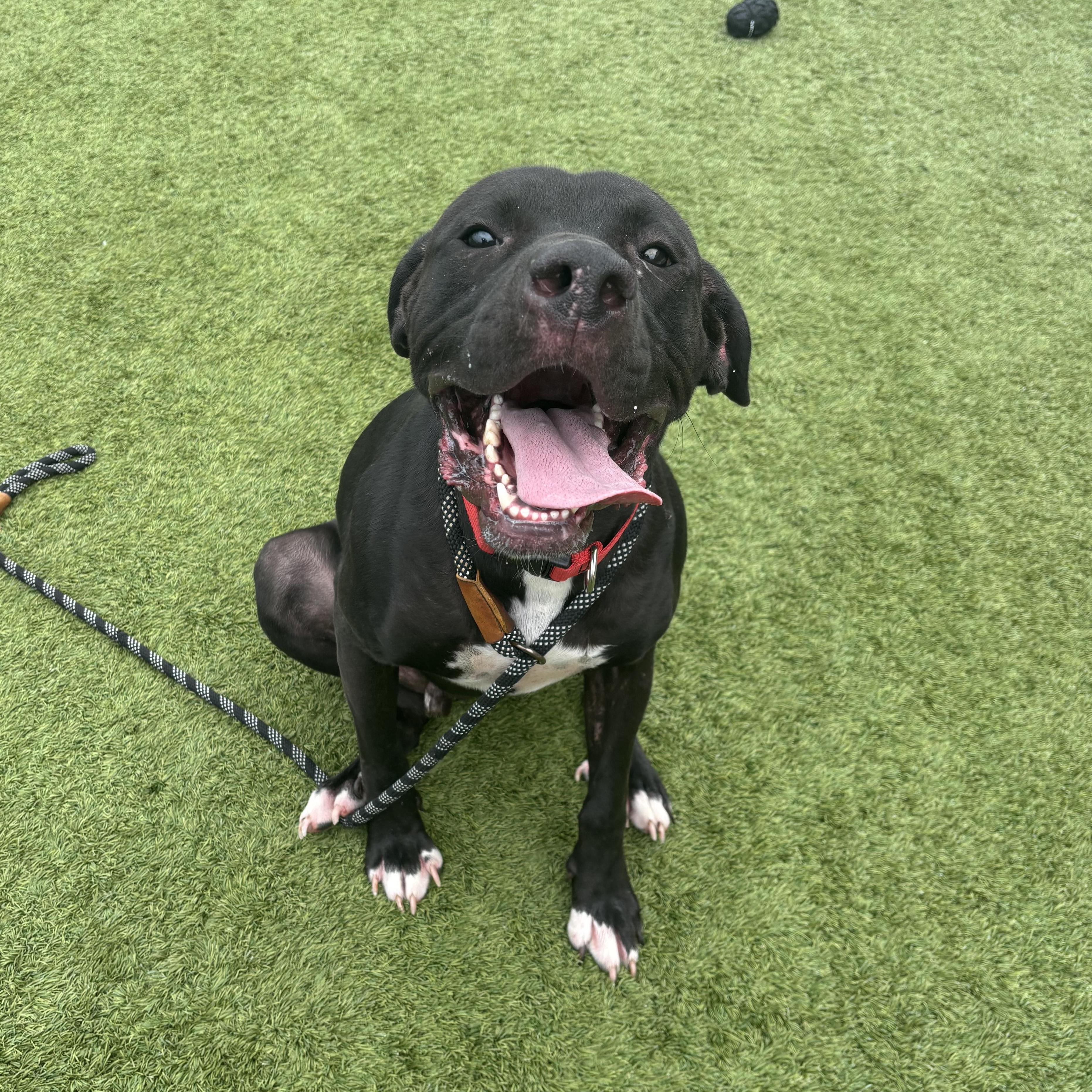 Kaz, an adoptable mixed breed in Liberty, MO image 6/6