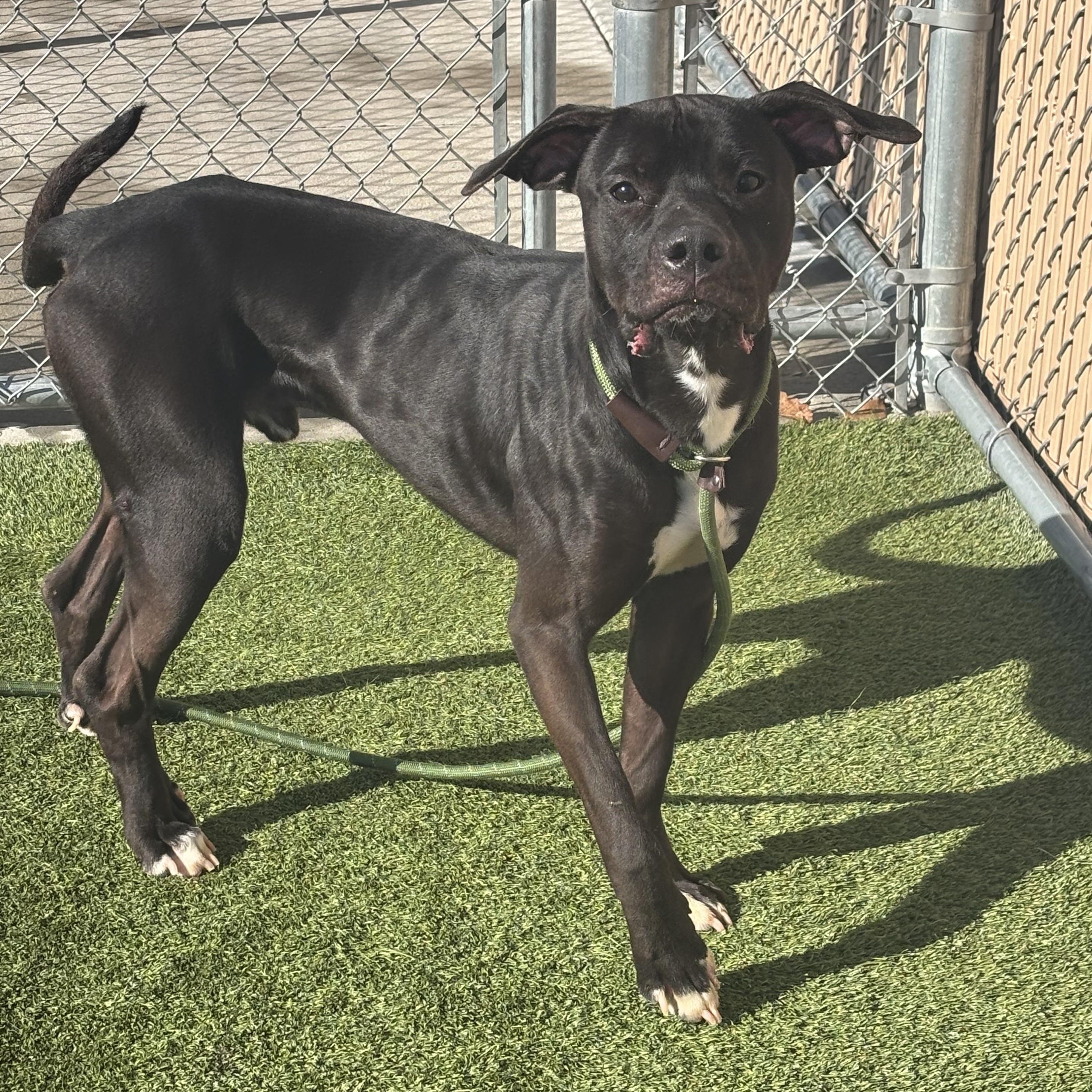 Enlarge Kaz, a ADOPTABLE Mixed Breed in Liberty, MO image 4/5