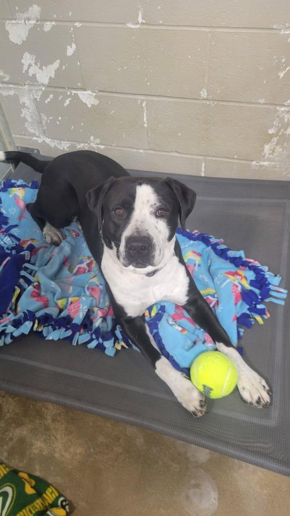 Chico, Adoptable, Young Male American Staffordshire Terrier & Mastiff.