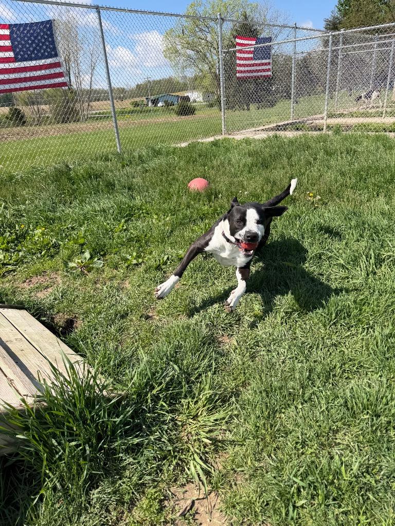 Enlarge Chico- LONG TERM 7*13*25, a Adoptable mixed breed in Pierceton, IN image 2/6