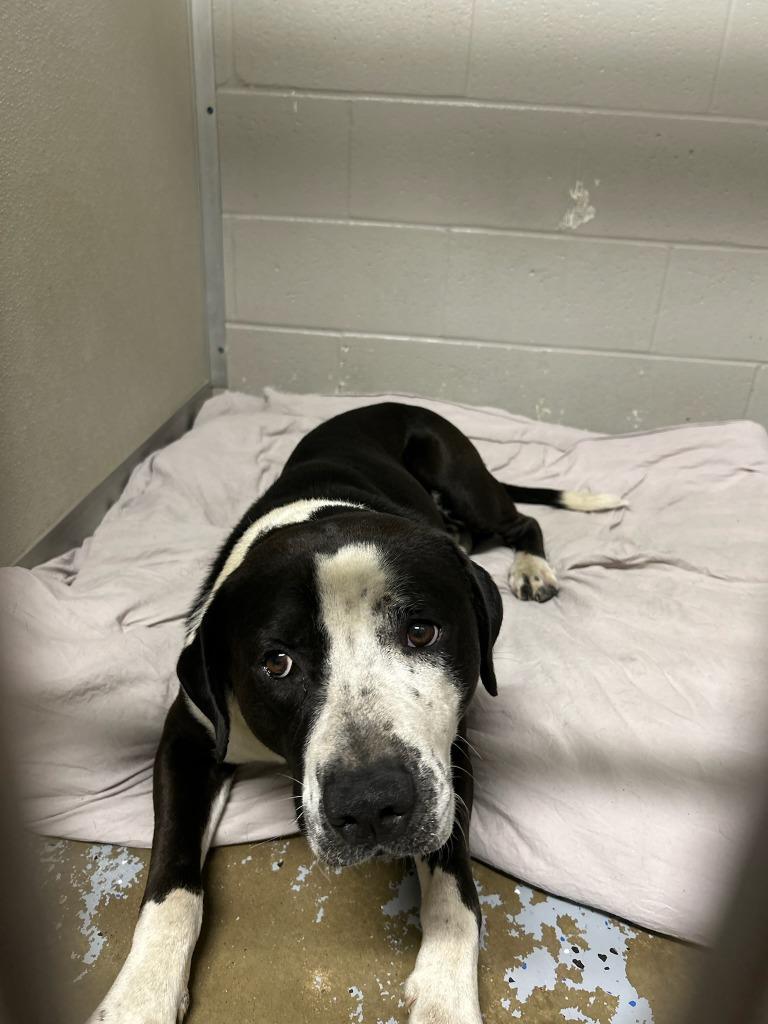 Chico, Adoptable, Young Male American Staffordshire Terrier.