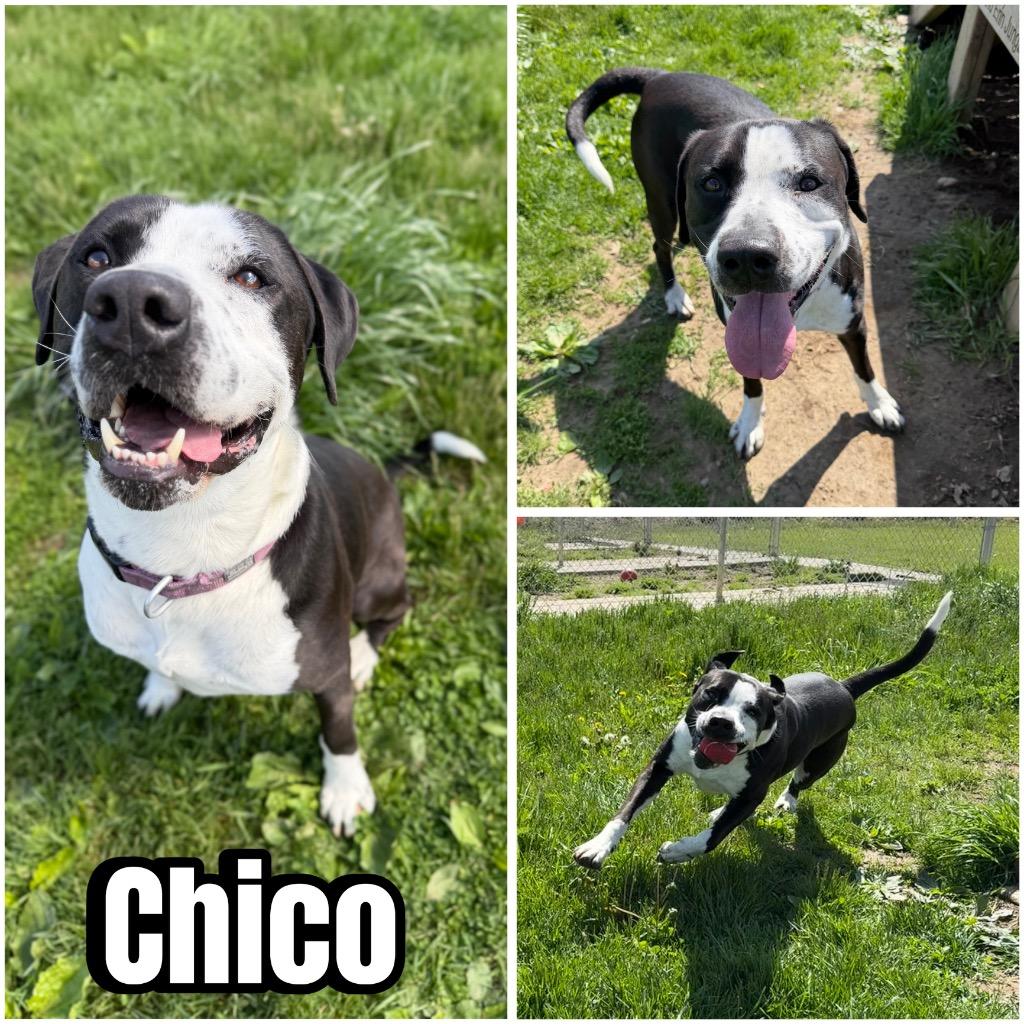 Enlarge Chico- LONG TERM 7*13*25, a Adoptable mixed breed in Pierceton, IN image 4/6