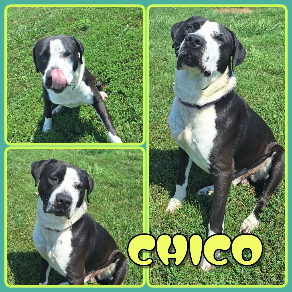 Enlarge Chico, a Adoptable American Staffordshire Terrier in Pierceton, IN image 2/2