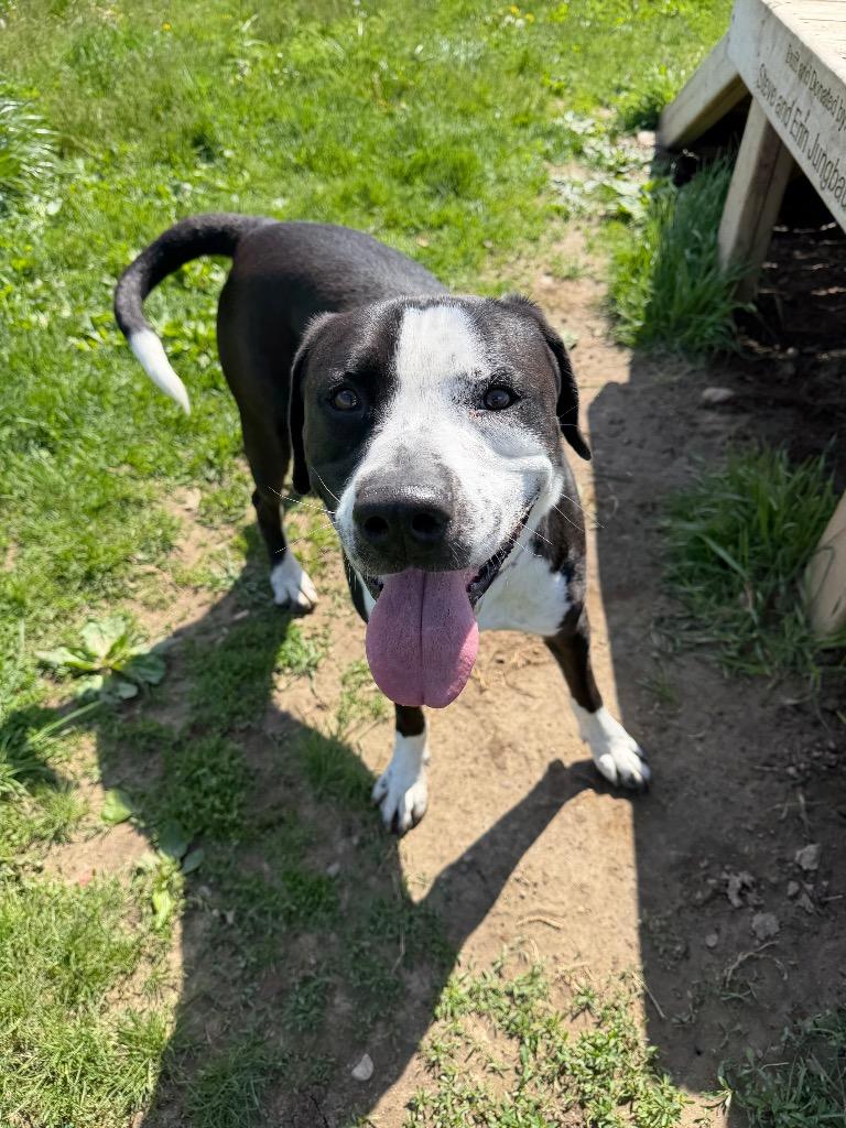 Enlarge Chico- LONG TERM 7*13*25, a Adoptable mixed breed in Pierceton, IN image 6/6