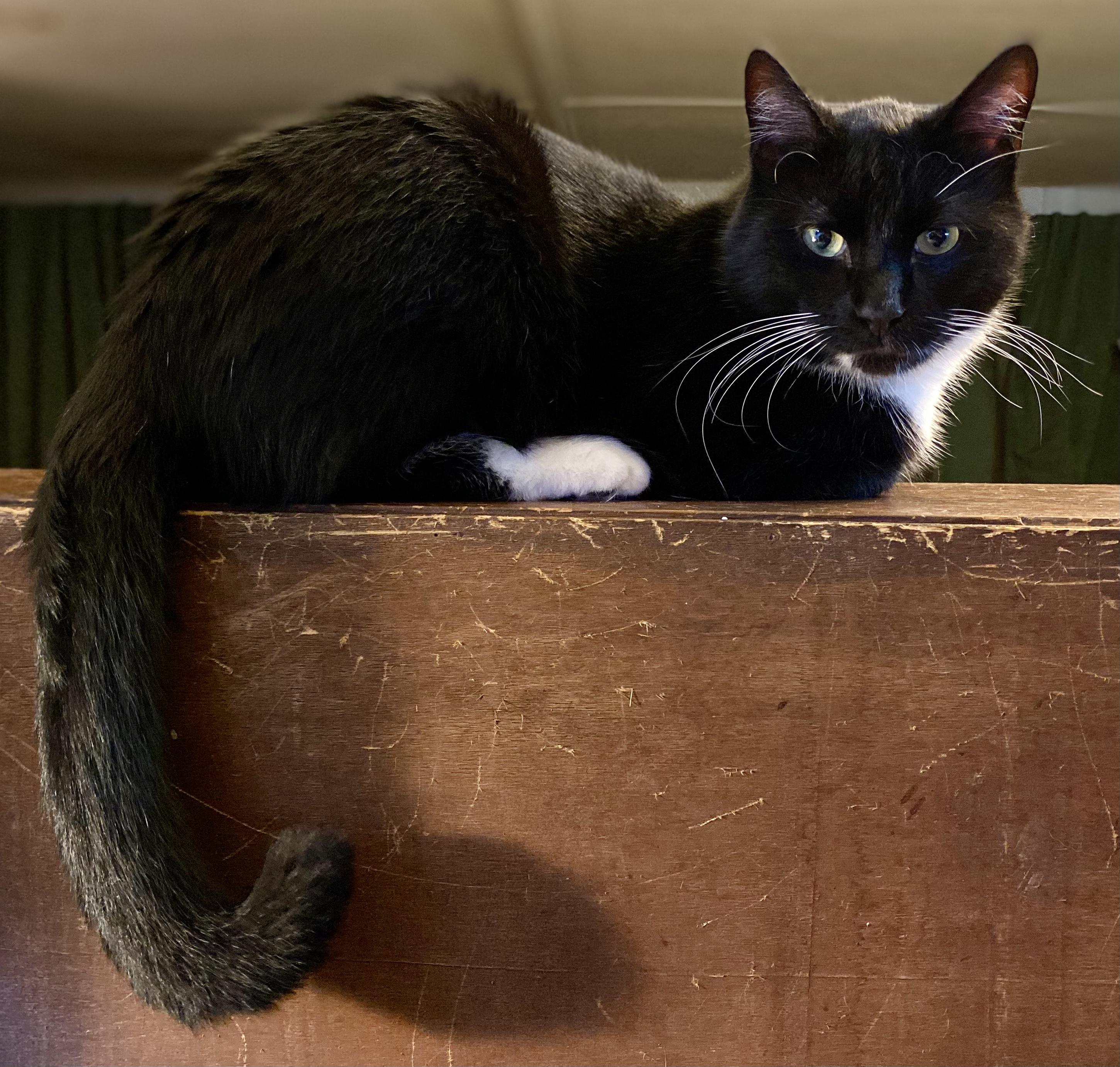 Enlarge Marlowe, a ADOPTABLE Tuxedo in San Mateo, CA image 1/6