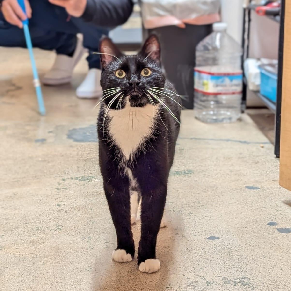 Enlarge Marlowe, a ADOPTABLE Tuxedo in San Mateo, CA image 2/6
