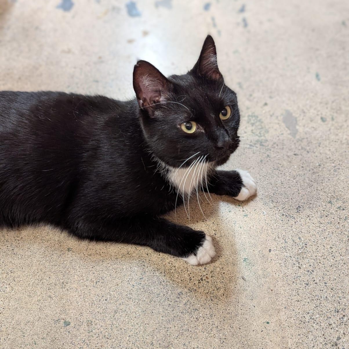 Enlarge Marlowe, a ADOPTABLE Tuxedo in San Mateo, CA image 3/6