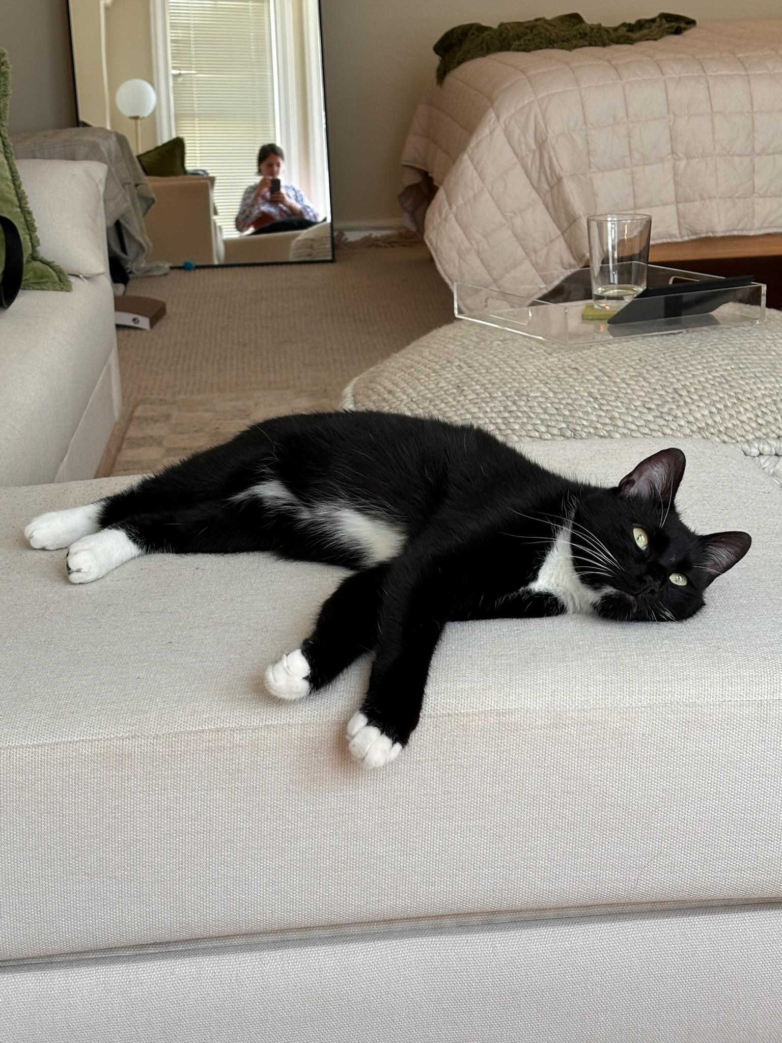 Enlarge Marlowe, a ADOPTABLE Tuxedo in San Mateo, CA image 6/6