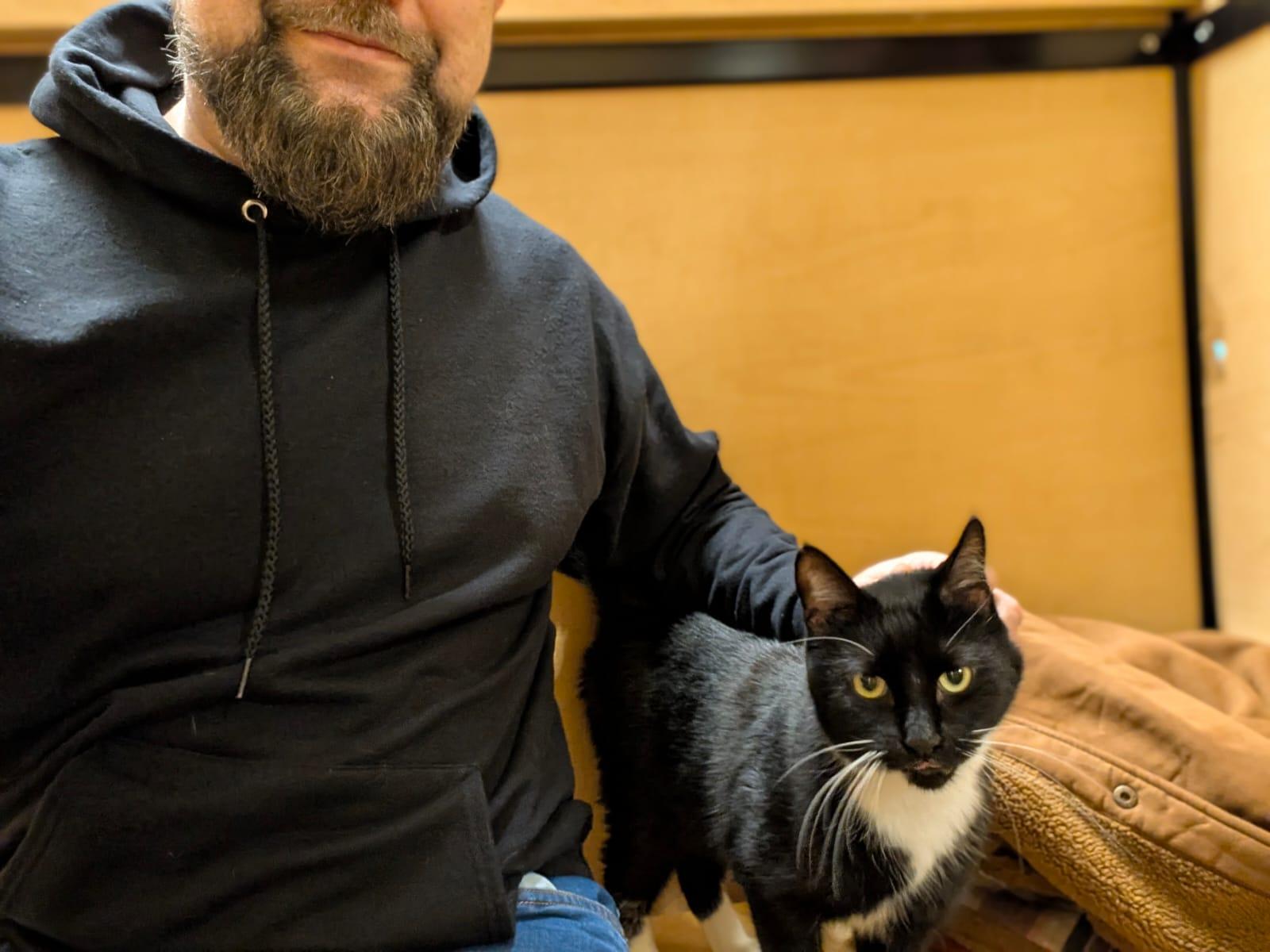 Enlarge Marlowe, a ADOPTABLE Tuxedo in San Mateo, CA image 4/6