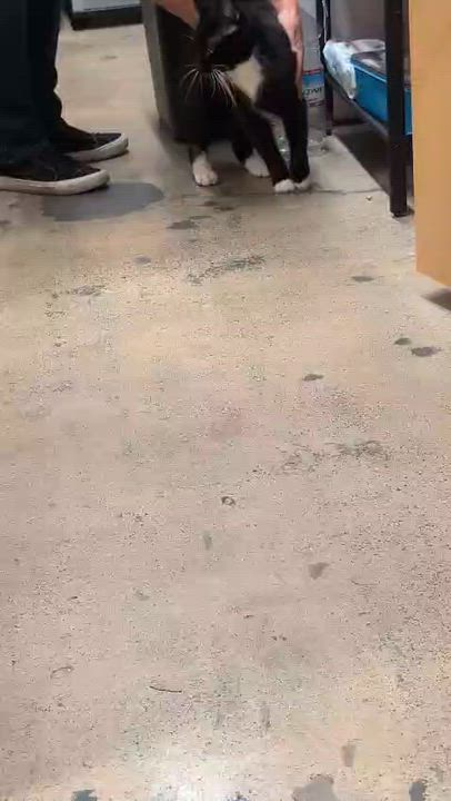 Enlarge Marlowe, a ADOPTABLE Tuxedo in San Mateo, CA video 5/6