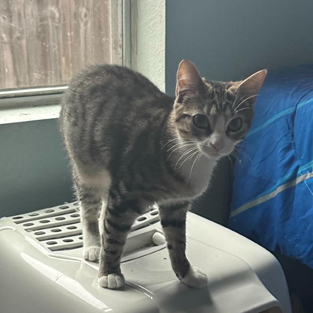 Bumblebee, Adoptable, Adult Female Domestic Short Hair.