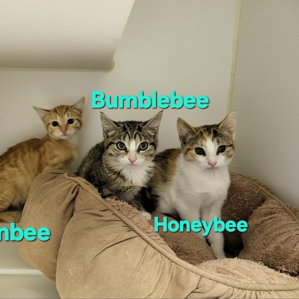 Bumblebee, a Adoptable Domestic Short Hair in Leander, TX image 2/2