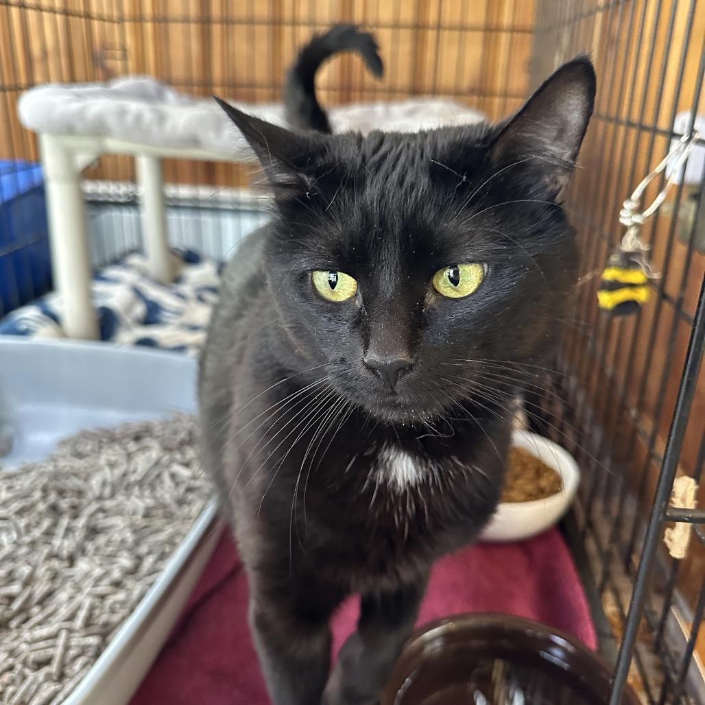 Enlarge Kody, a Adoptable Domestic Short Hair in Hampton Bays, NY image 1/2