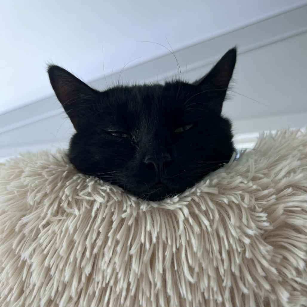 Enlarge Kody, a Adoptable Domestic Short Hair in Hampton Bays, NY image 2/3