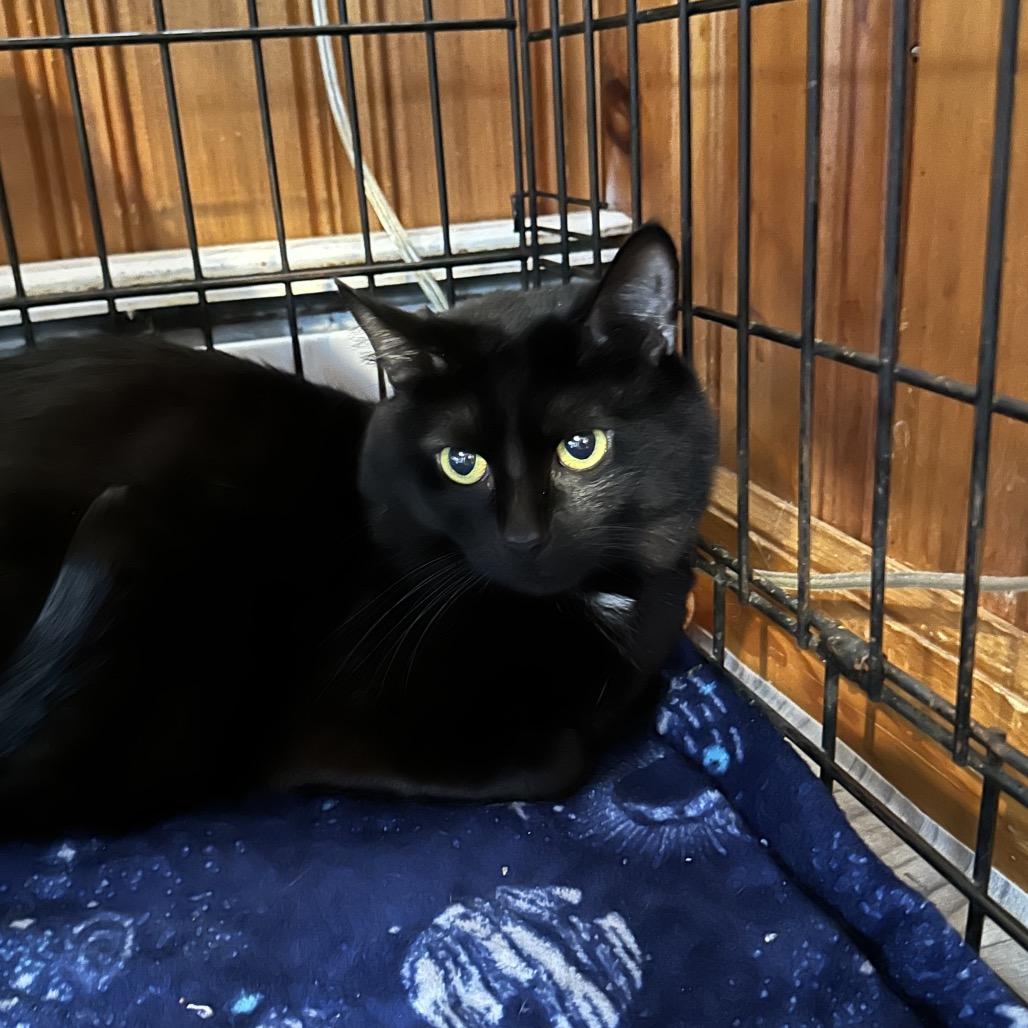 Kody, Adoptable, Adult Male Domestic Short Hair.