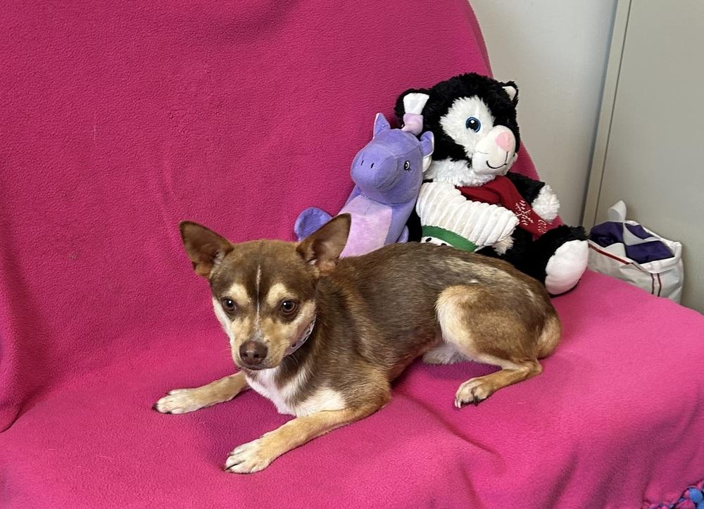 Enlarge Peanut, a Adoptable mixed breed in Cedartown, GA image 1/1