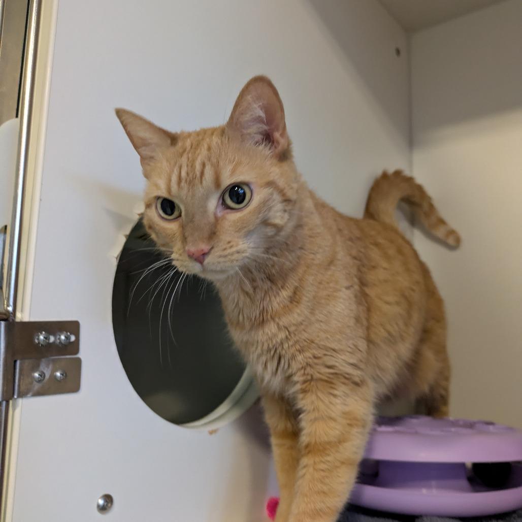 Olivia, Adoptable, Senior Female Domestic Short Hair.