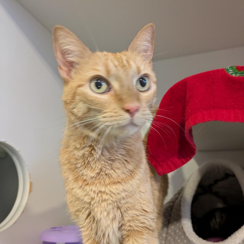 Enlarge Olivia, a Adoptable Domestic Short Hair in South Burlington, VT image 2/6