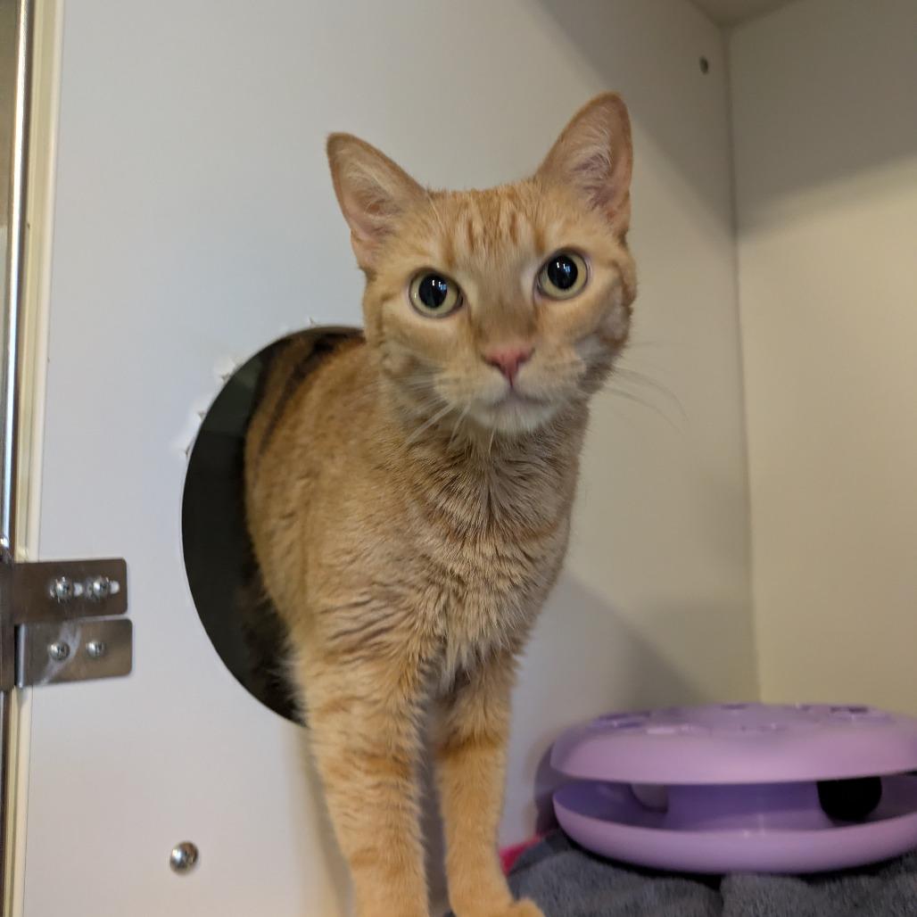 Enlarge Olivia, a Adoptable Domestic Short Hair in South Burlington, VT image 3/6