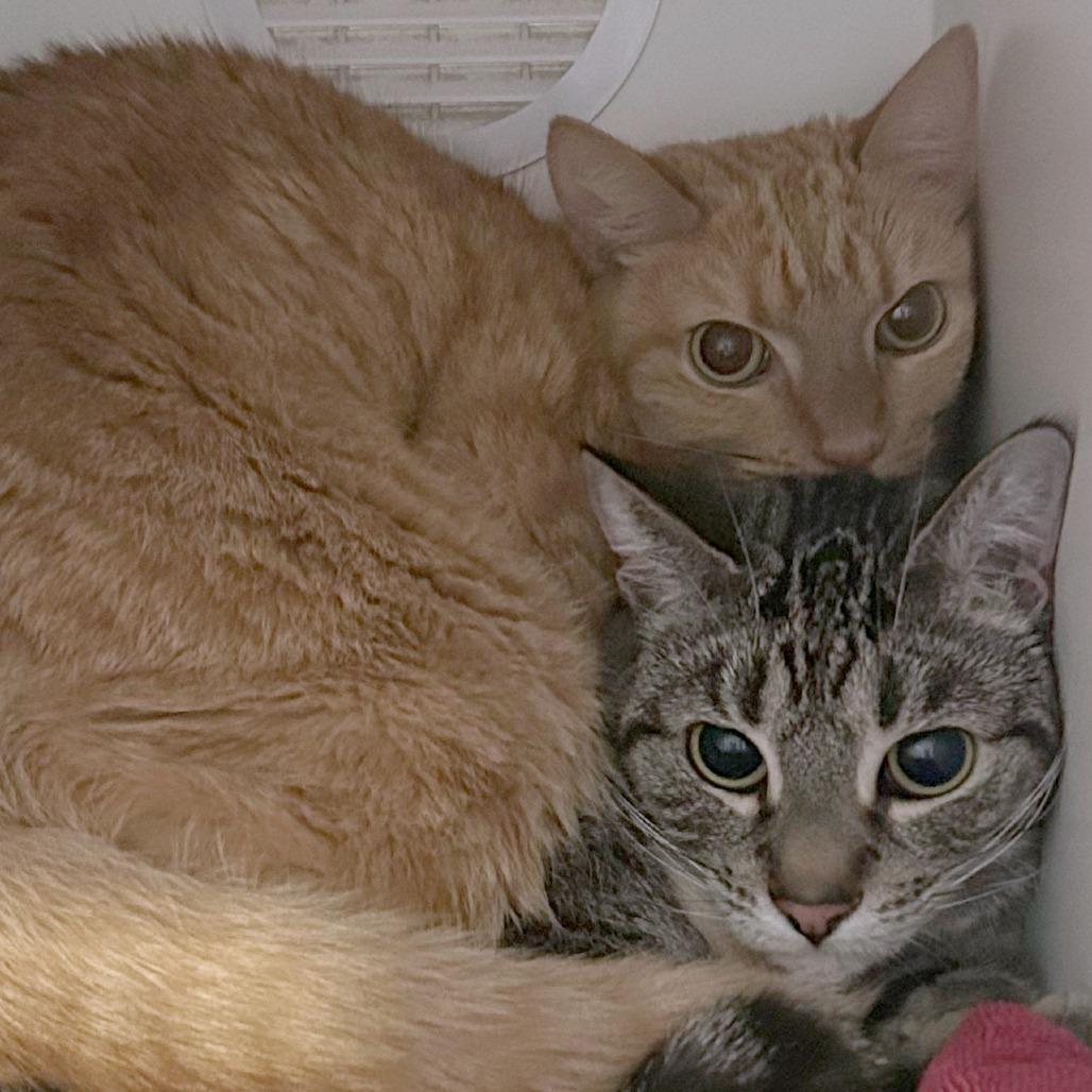 Enlarge Olivia, a Adoptable Domestic Short Hair in South Burlington, VT image 4/6