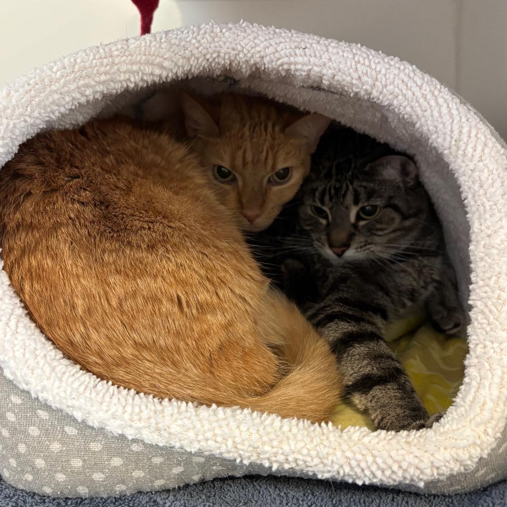 Enlarge Olivia, a Adoptable Domestic Short Hair in South Burlington, VT image 5/6