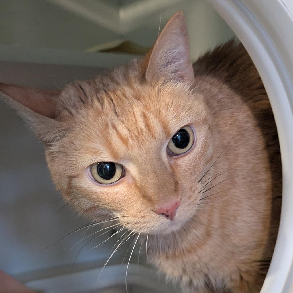 Enlarge Olivia, a Adoptable Domestic Short Hair in South Burlington, VT image 6/6