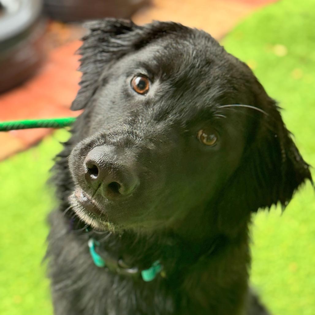 Enlarge Shadow, a Adoptable Mixed Breed in Pacific Grove, CA image 1/6