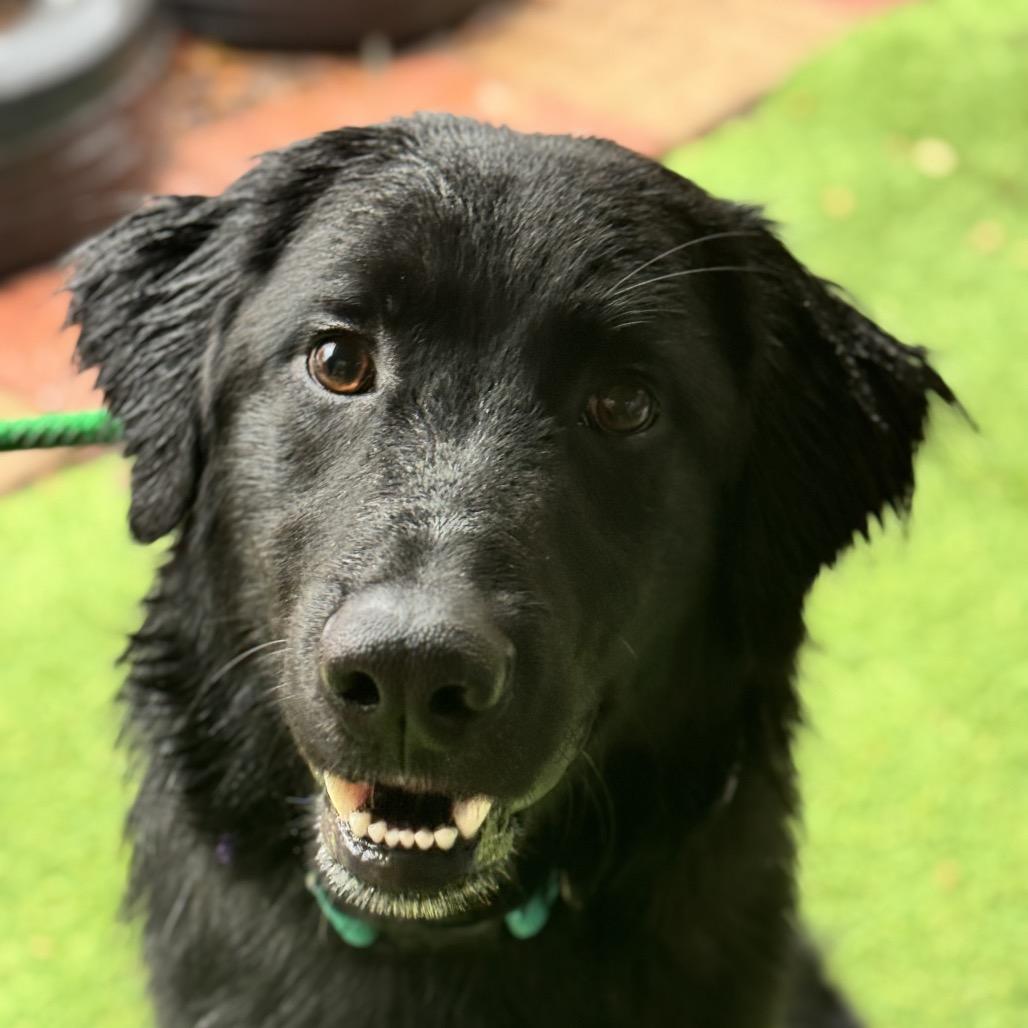 Enlarge Shadow, a Adoptable Mixed Breed in Pacific Grove, CA image 2/6
