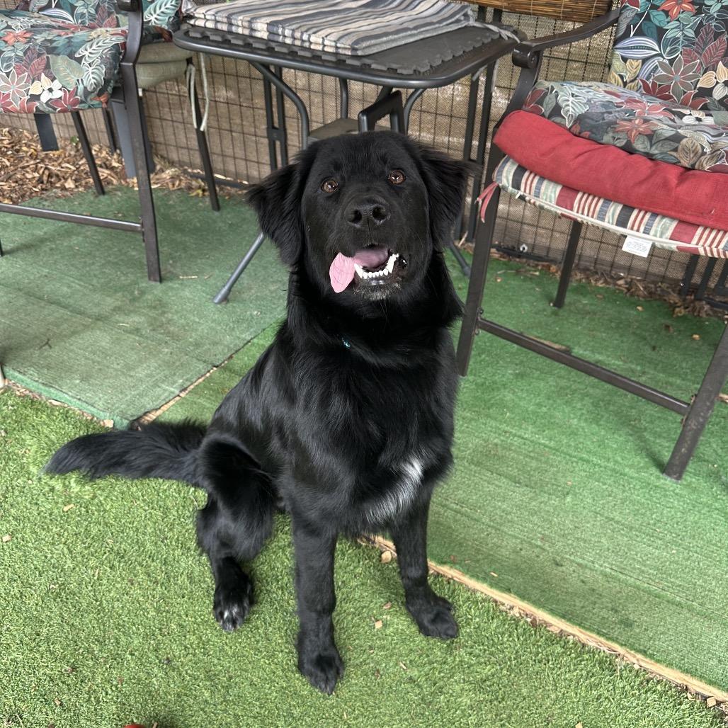 Enlarge Shadow, a Adoptable Mixed Breed in Pacific Grove, CA image 3/6