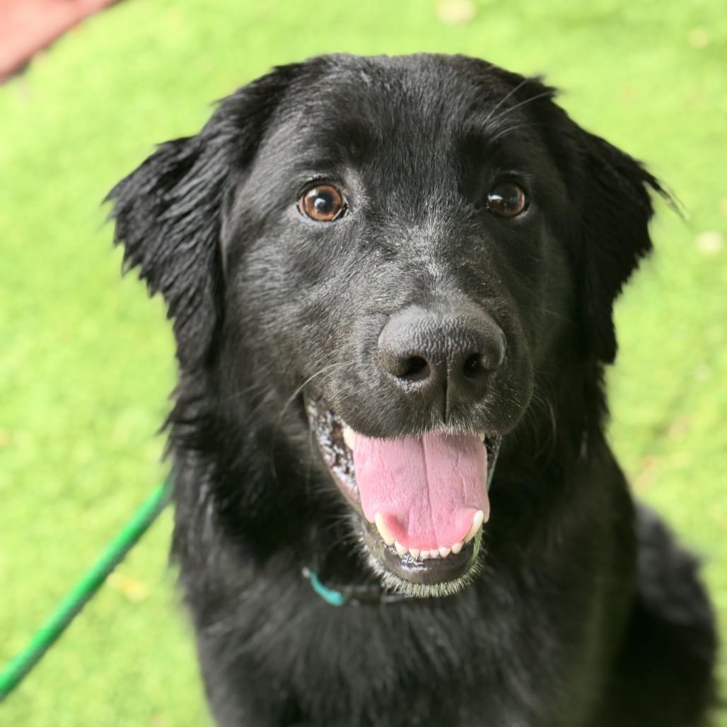 Enlarge Shadow, a Adoptable Mixed Breed in Pacific Grove, CA image 4/6