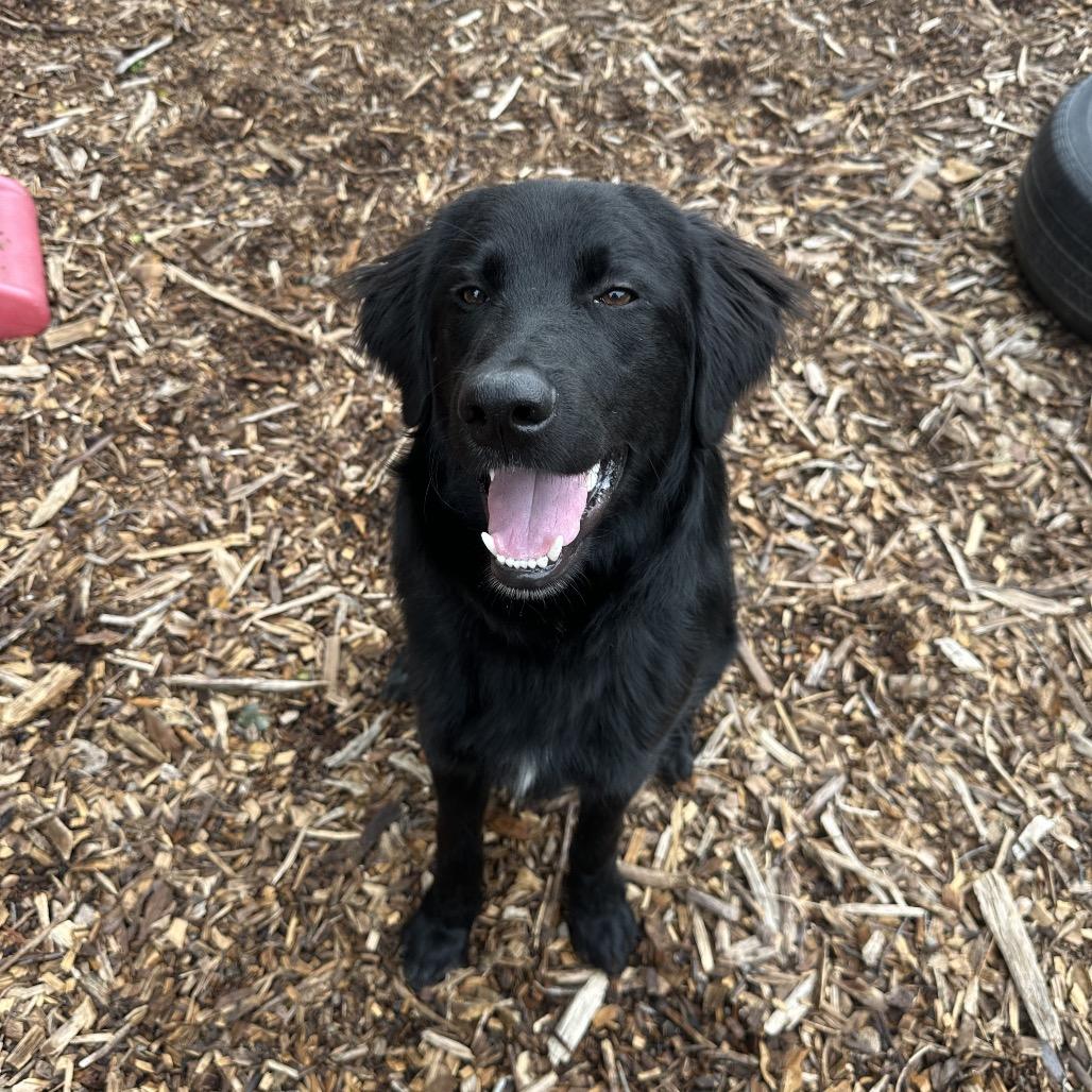 Enlarge Shadow, a Adoptable Mixed Breed in Pacific Grove, CA image 5/6