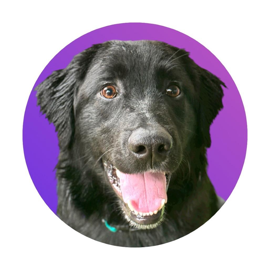 Enlarge Shadow, a Adoptable Mixed Breed in Pacific Grove, CA image 6/6