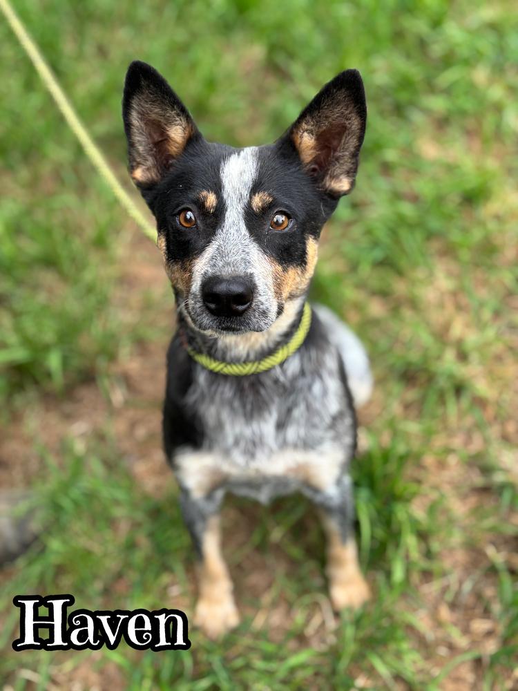 Haven, Adoptable, Adult Female Australian Cattle Dog / Blue Heeler.