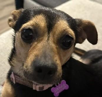 Brownie, Adoptable, Young Female Chihuahua & Miniature Pinscher.