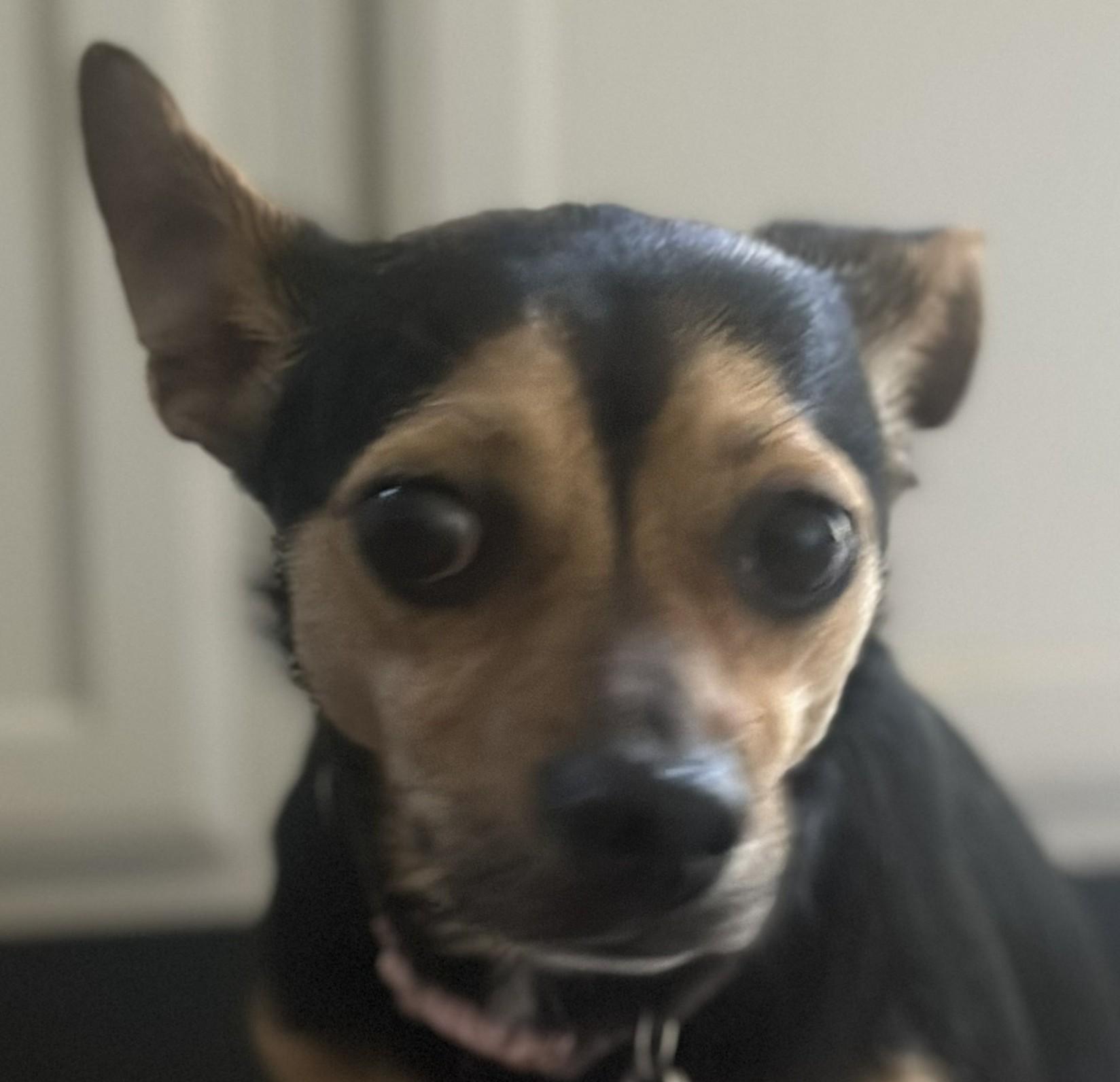 Enlarge Brownie, a Adoptable mixed breed in Bartlett, IL image 6/6