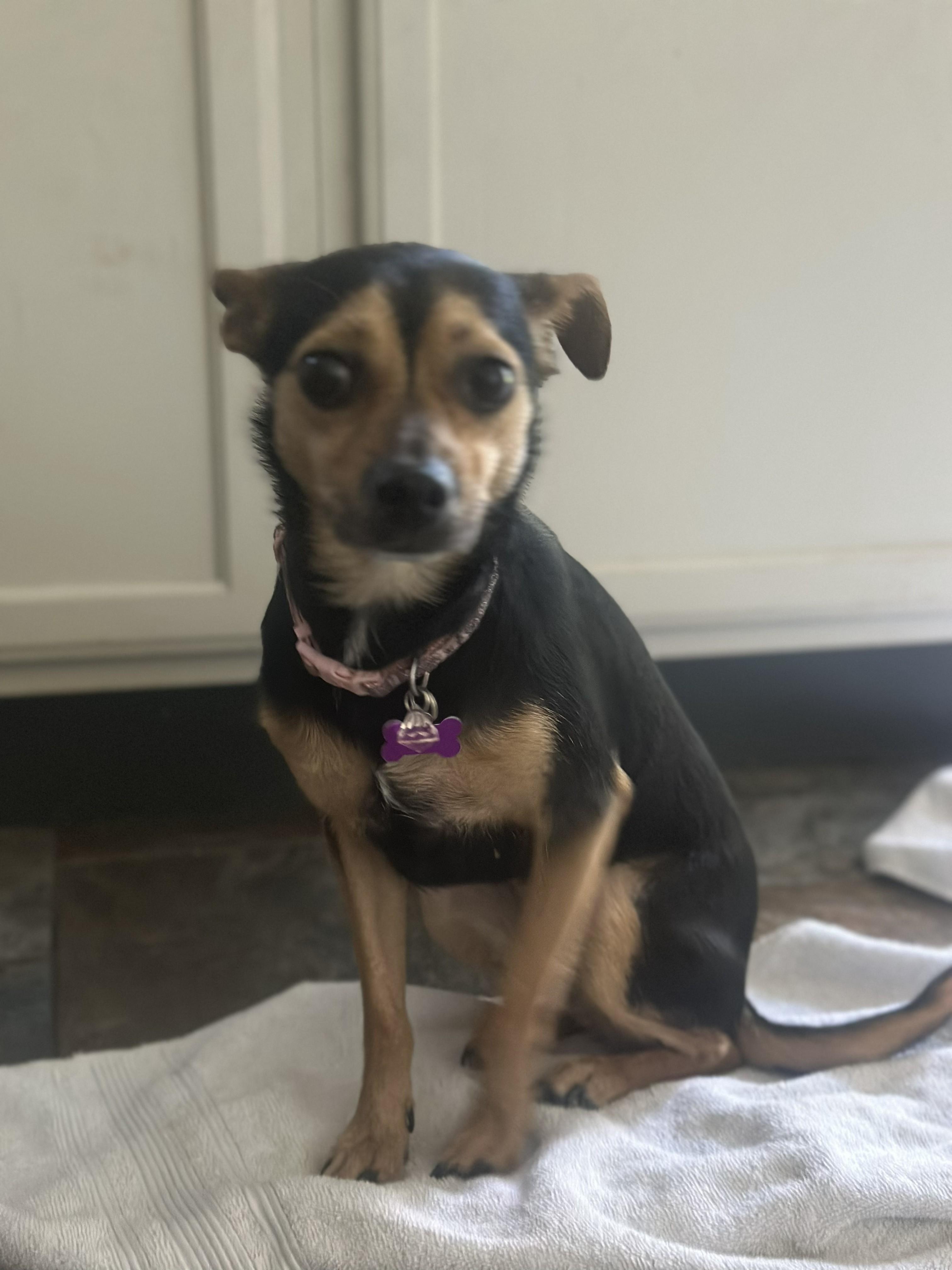 Enlarge Brownie, a Adoptable mixed breed in Bartlett, IL image 5/6