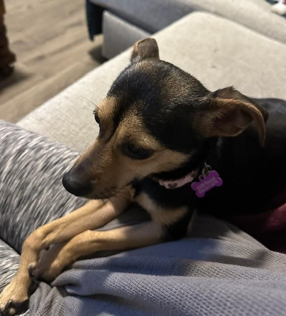 Enlarge Brownie, a Adoptable mixed breed in Bartlett, IL image 2/6