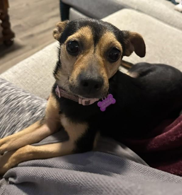 Enlarge Brownie, a Adoptable mixed breed in Bartlett, IL image 3/6