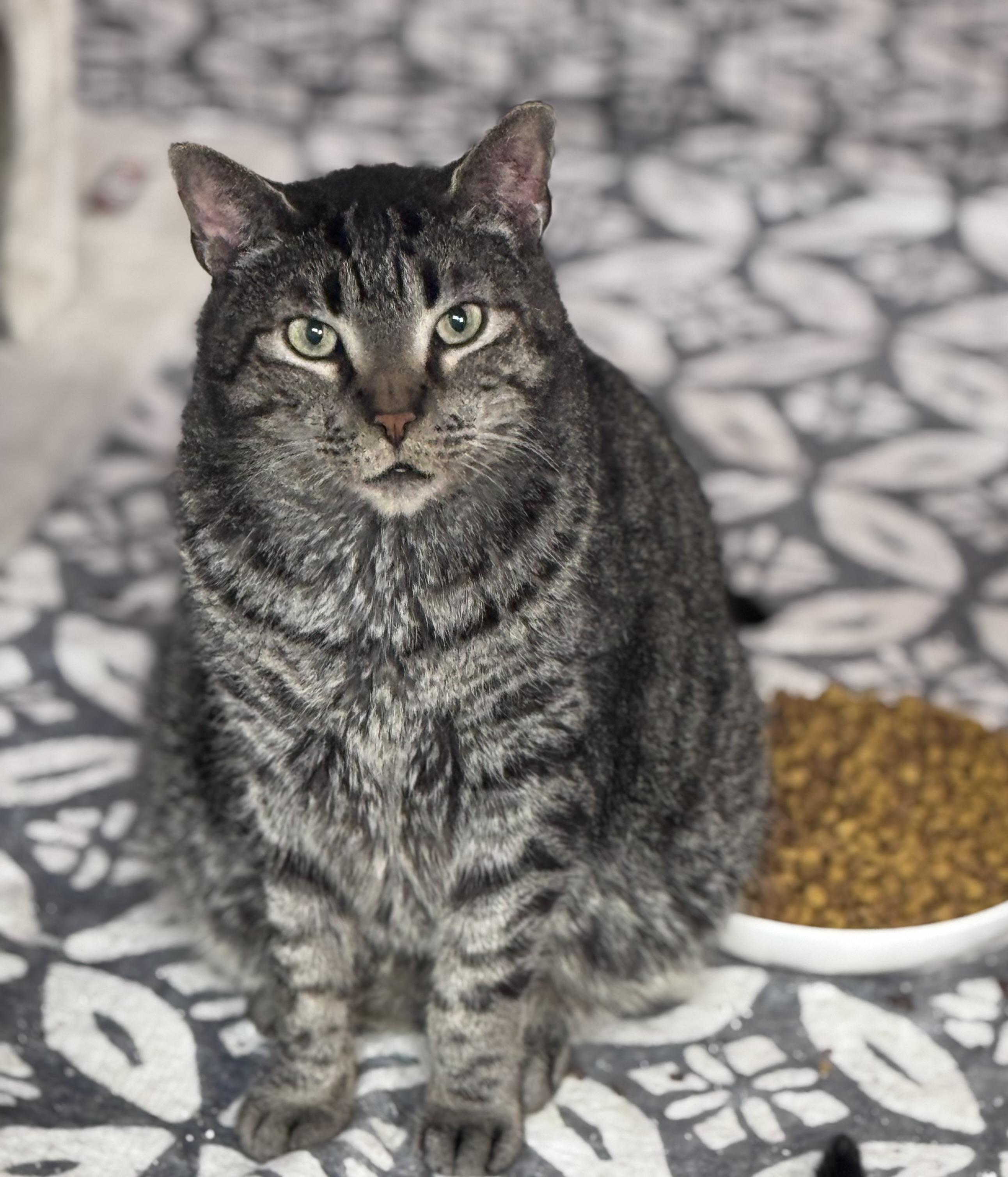 Enlarge Moose, a ADOPTABLE Domestic Short Hair in Rixeyville, VA image 2/3