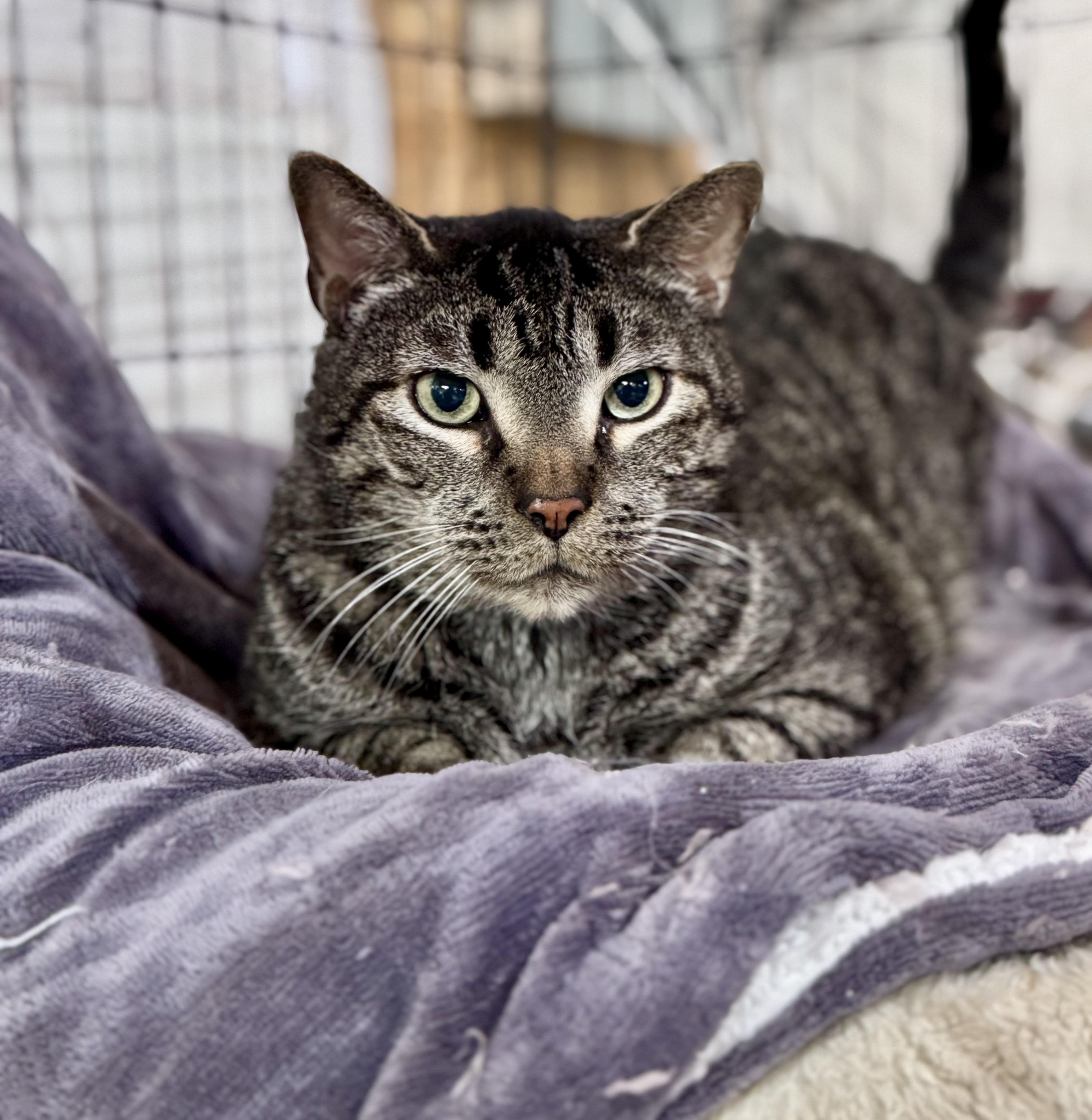 Moose, ADOPTABLE, Adult Male Domestic Short Hair.