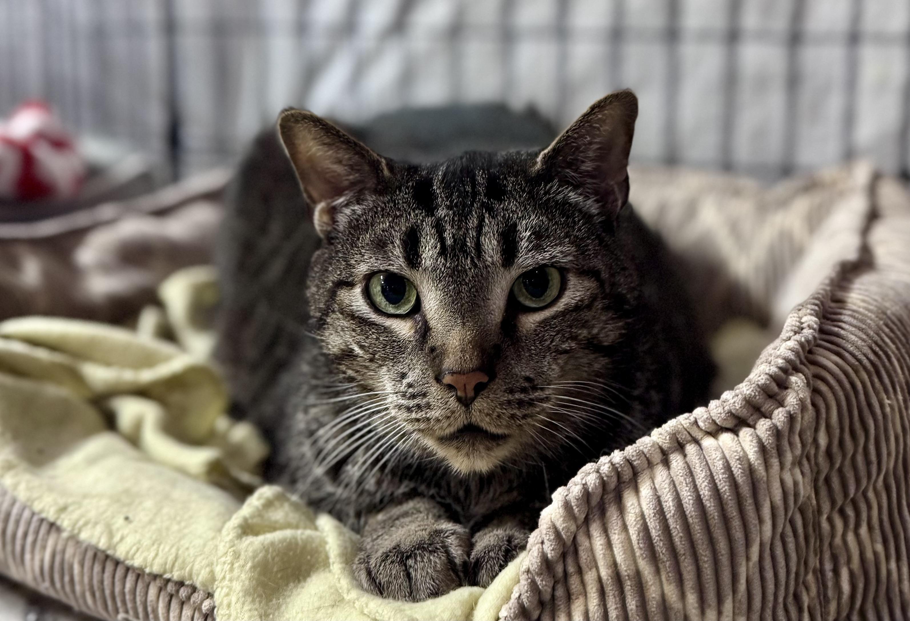 Enlarge Moose, a ADOPTABLE Domestic Short Hair in Rixeyville, VA image 3/3