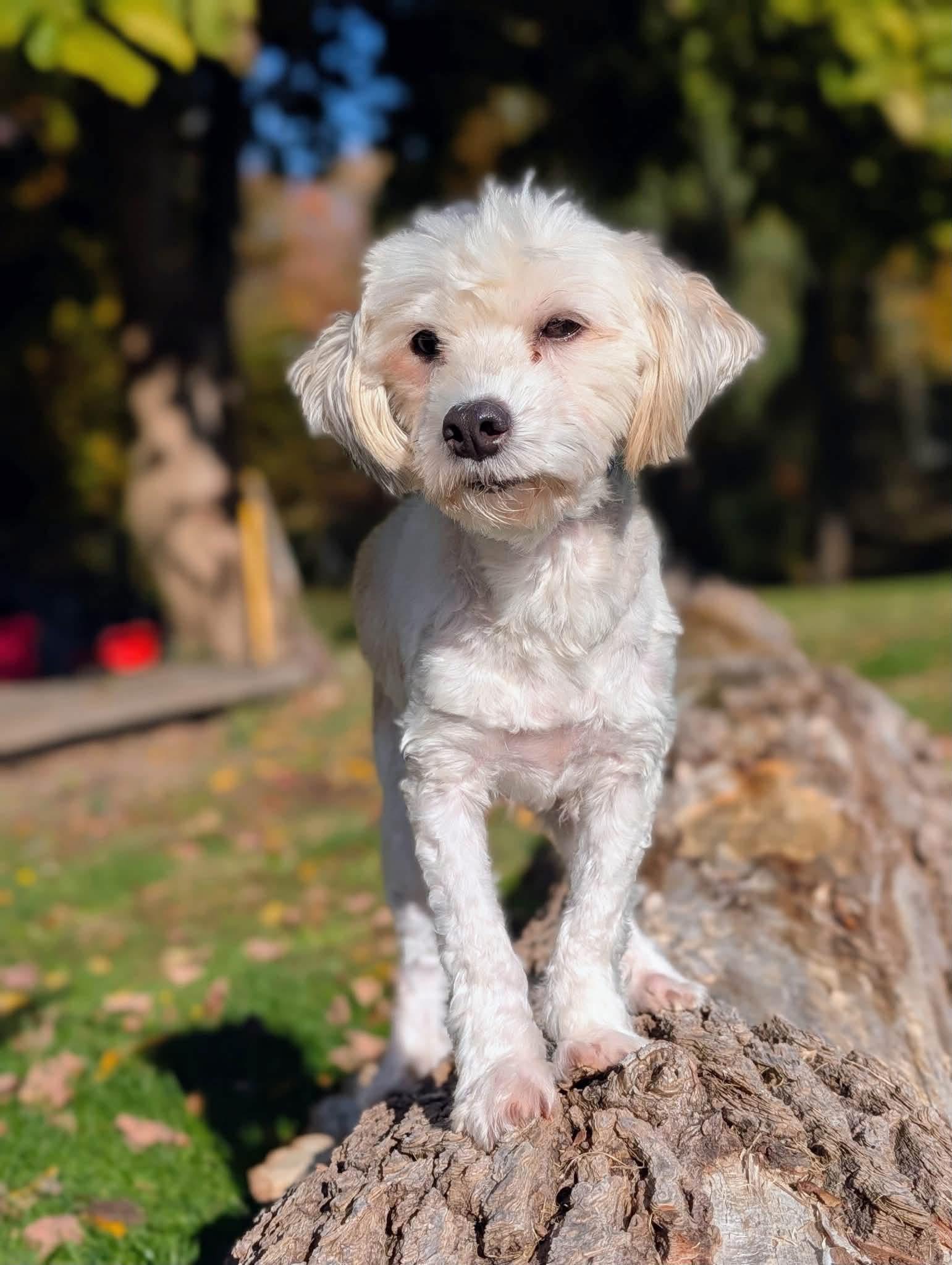Enlarge Leo, a Adoptable Aussiedoodle in Cowlesville, NY image 1/2