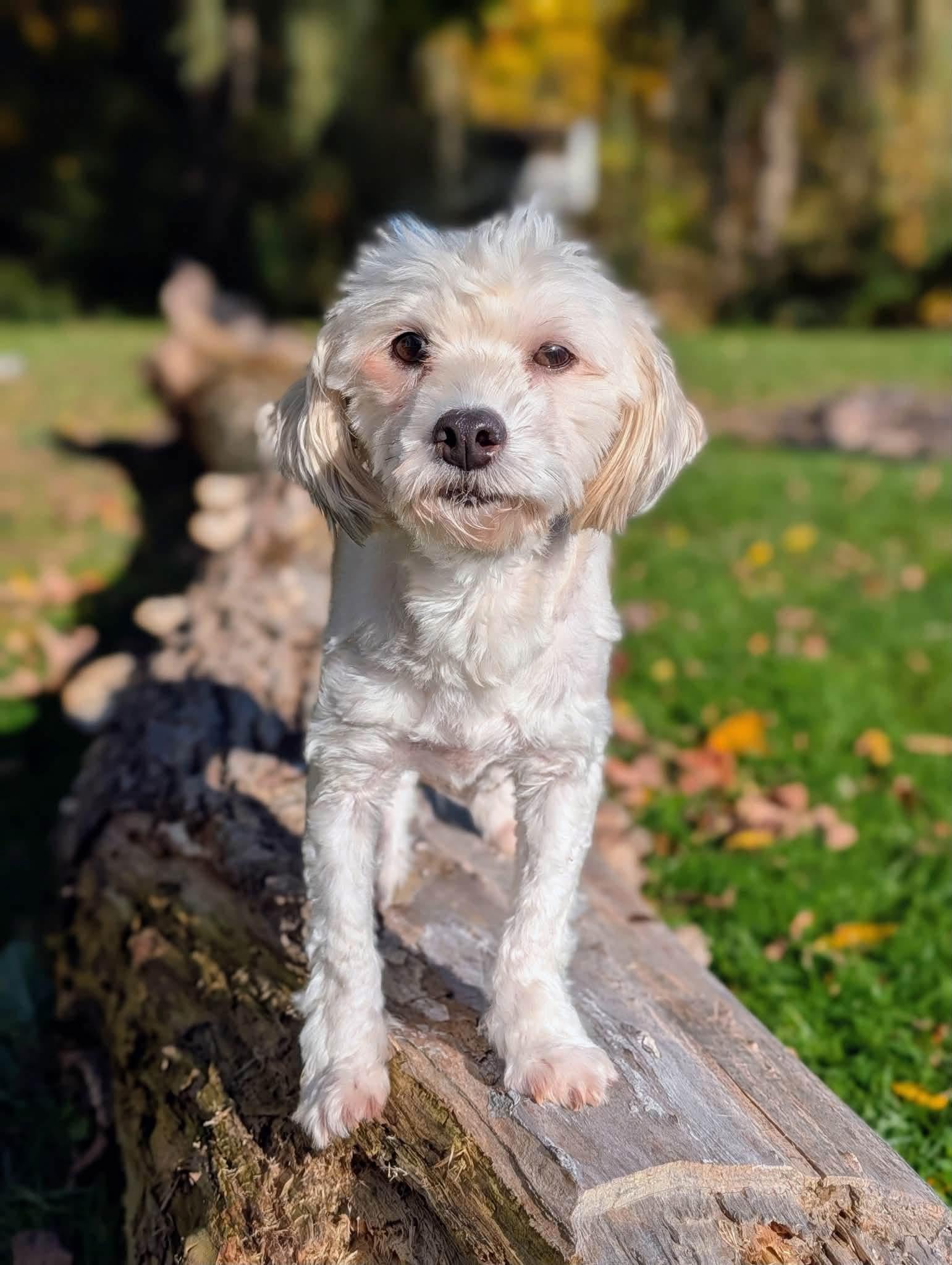 Enlarge Leo, a Adoptable Aussiedoodle in Cowlesville, NY image 2/2