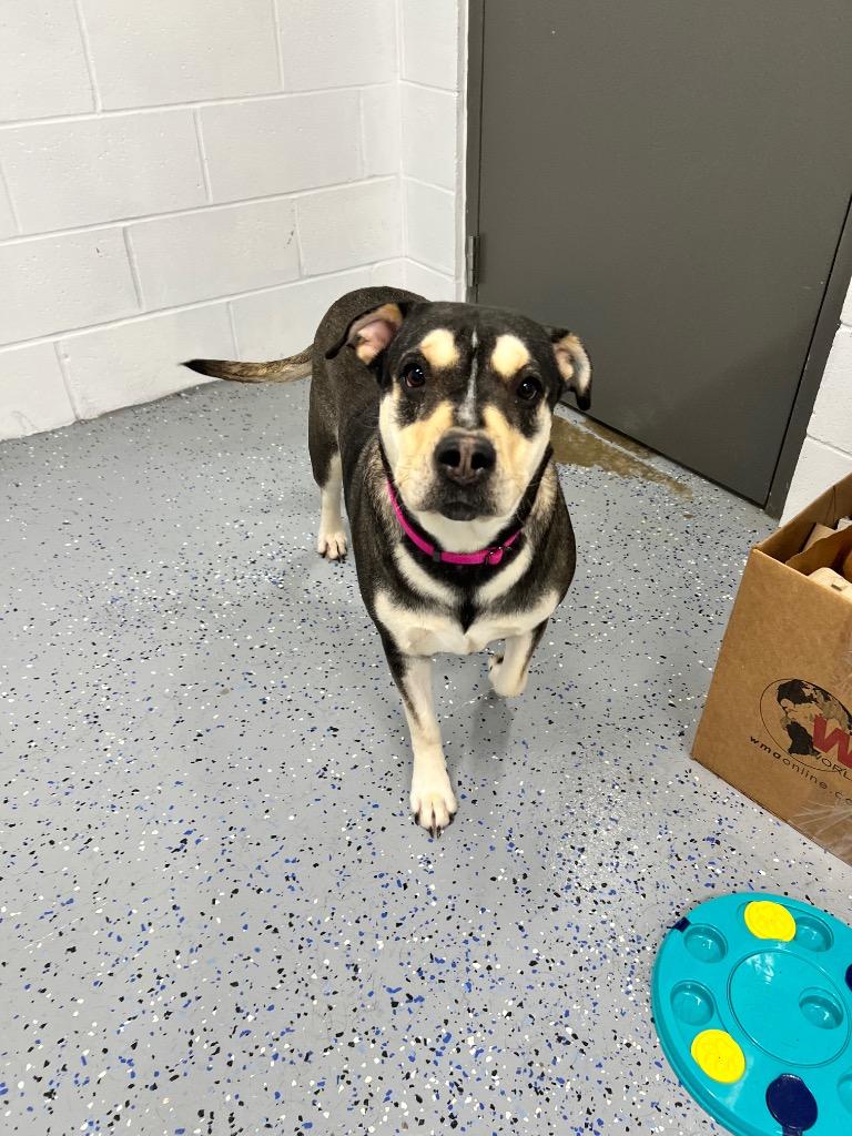 Tiny, Adoptable, Adult Female Labrador Retriever & American Staffordshire Terrier.