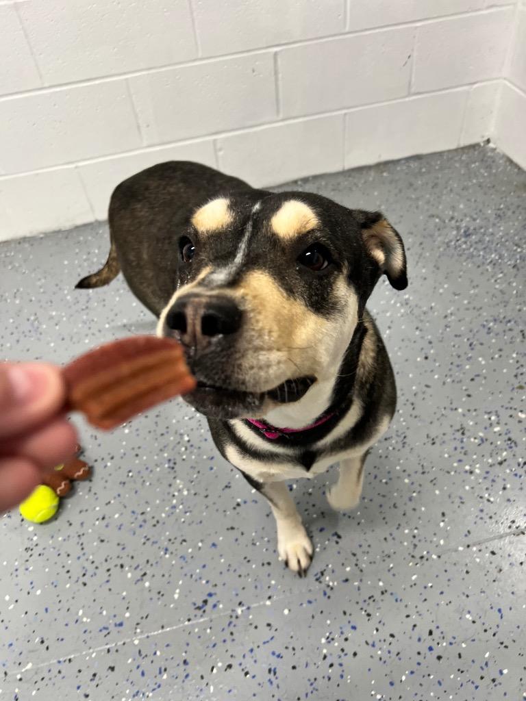 Enlarge Tiny, a Adoptable mixed breed in Pierceton, IN image 2/6