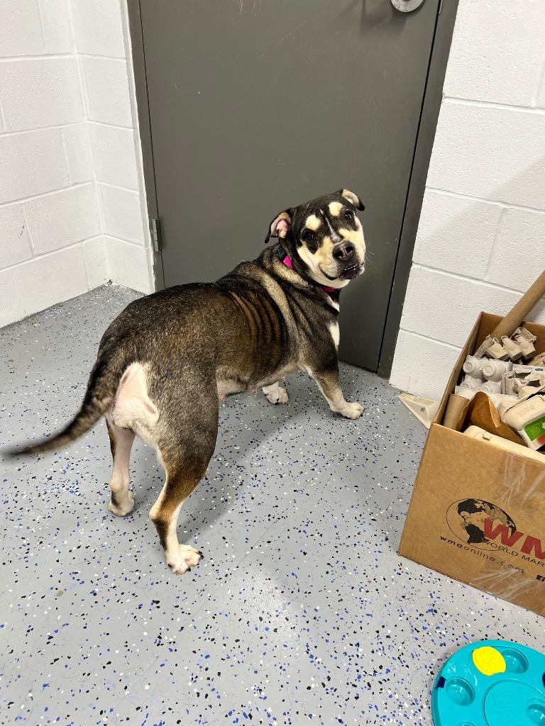 Enlarge Tiny, a Adoptable mixed breed in Pierceton, IN image 4/6