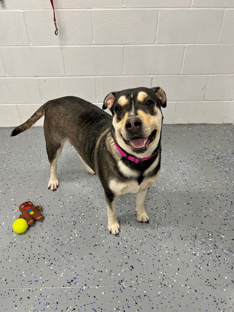 Enlarge Tiny, a Adoptable mixed breed in Pierceton, IN image 5/6