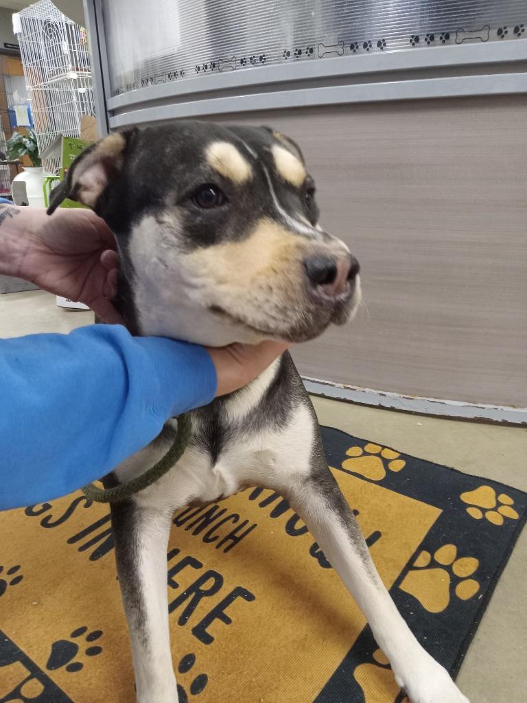 Enlarge Tiny, a Adoptable mixed breed in Pierceton, IN image 6/6